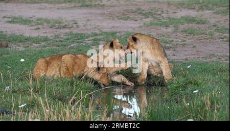 African Lion, panthera leo, cubs playing, Masai Mara Park in Kenya Stock Photo