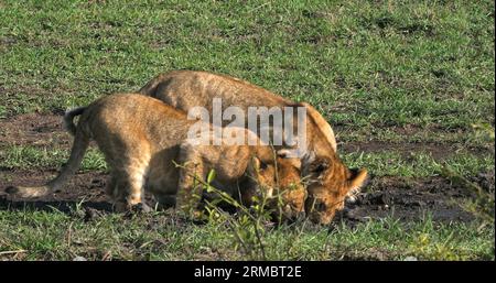 African Lion, panthera leo, cubs playing, Masai Mara Park in Kenya Stock Photo