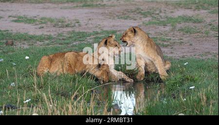 African Lion, panthera leo, cubs playing, Masai Mara Park in Kenya Stock Photo