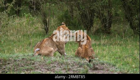 African Lion, panthera leo, cubs playing, Masai Mara Park in Kenya Stock Photo