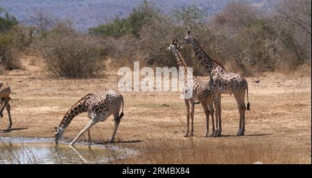 Masai Giraffe, giraffa camelopardalis tippelskirchi, Group Drinking at Water Hole, Tsavo Park in Kenya Stock Photo