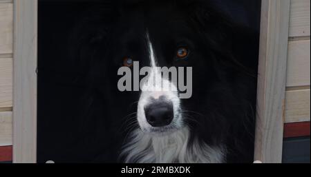 Border Collie Dog in its Dog House, male, Picardy in France Stock Photo