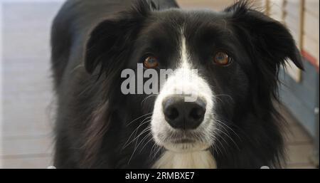 Border Collie Dog near its Dog House, male, Picardy in France Stock Photo