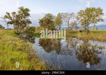 Small lake with water plants and beautifully surrounded by trees in the famous Pantanal, the world's largest freshwater wetland - South America Stock Photo