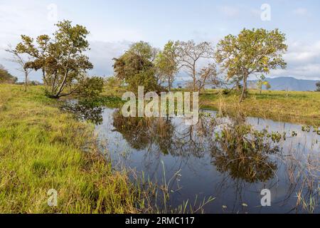 Small lake with water plants and beautifully surrounded by trees in the famous Pantanal, the world's largest freshwater wetland - South America Stock Photo