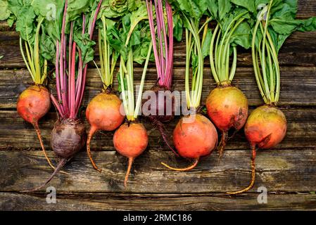 Beetroots on wooden background. Ripe yellow, orange and purple beets. Stock Photo