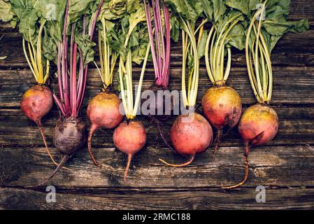 Beetroots on wooden background. Ripe yellow, orange and purple beets. Stock Photo