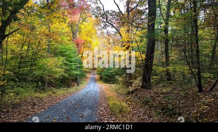 A country road going through the trees in fall. Stock Photo