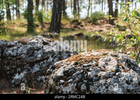 Beautiful forest background with sun rays. Natural scene. The stones are covered with moss Stock Photo