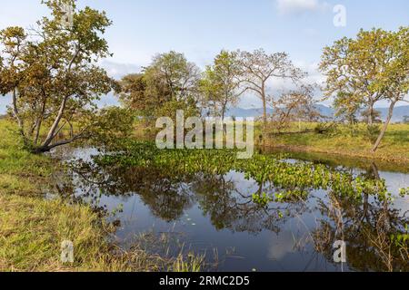 Small lake with water plants and beautifully surrounded by trees in the famous Pantanal, the world's largest freshwater wetland - South America Stock Photo