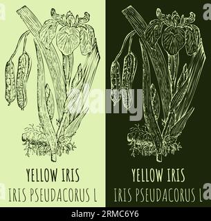 Vector drawing YELLOW IRIS. Hand drawn illustration. The Latin name is IRIS PSEUDACORUS L. Stock Photo