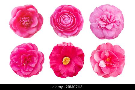 Pink camellia flowers set isolated on white. Camellia japonica. Stock Photo