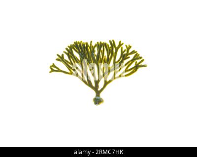Velvet horn or codium tomentosum seaweed isolated on white.  Spongeweed algae. Stock Photo
