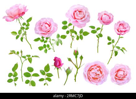 Pink rose flowers, buds, leaves and branches set isolated on white Stock Photo