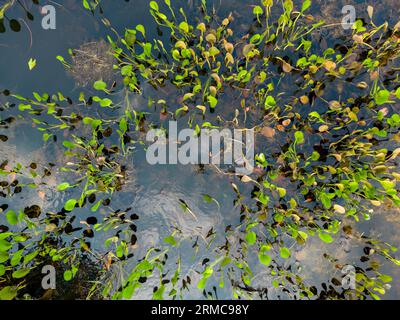 Close up of bright green leaves growing through the water surface in the famous Pantanal, the world's largest freshwater wetland Stock Photo