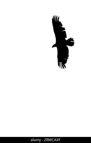 Bald eagle (Haliaeetus leuocephalus) flying on a white background with copy space, black and white, vwertical Stock Photo