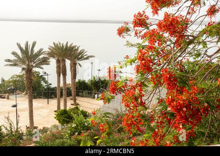 royal poinciana, (Delonix regia), flamboyant tree, Flame Trees, Flame tree, peacock tree,  beautiful flowering tree on the seaside of dead Sea Jordan Stock Photo