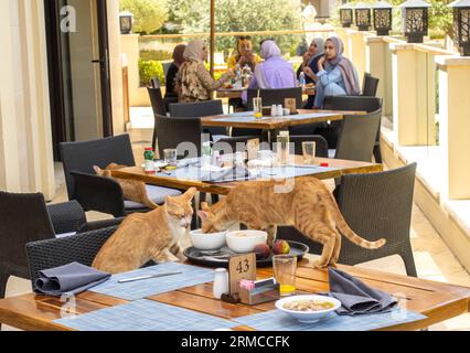 Cats eating from leftover plates in the breakfast area in the luxurious hotel Al Manara Aqaba Jordan Stock Photo