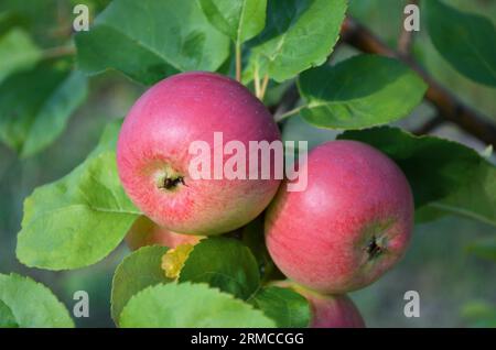 Ripe red apples on a branch in a summer garden. Concept of growing your own organic food. Stock Photo