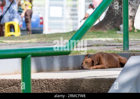 A dog sleeping on the ground of Dique do Tororo in the city of Salvador, Bahia. Stock Photo