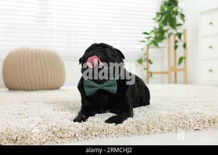 Cute Pug dog with grey checkered bow tie on neck in room Stock Photo