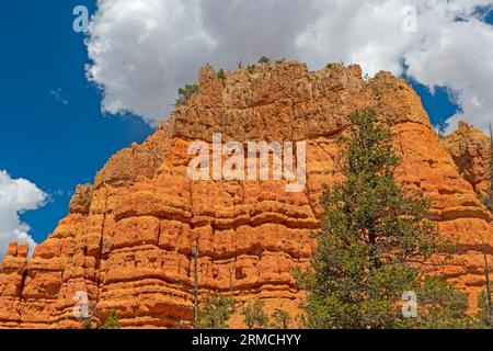 Dramatic Siltstone Layers in Red Canyon in Dixie National Forest in Utah Stock Photo