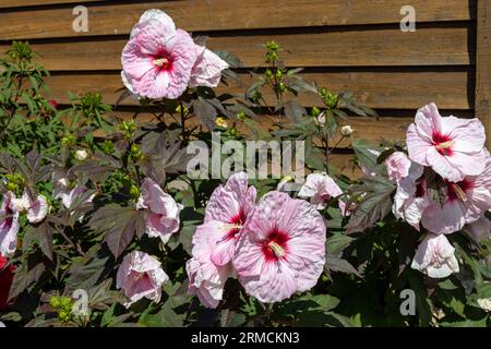 Close up view of large white and red hibiscus plant flowers blooming in a sunny garden along a wooden building wall. Stock Photo