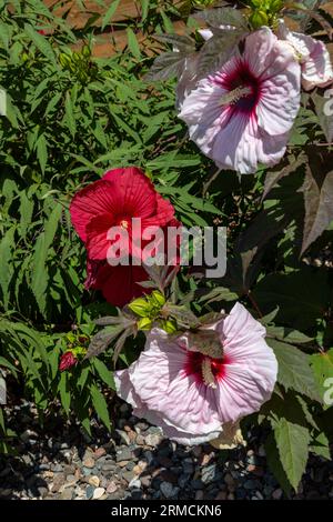 Close up view of large white and red hibiscus plant flowers blooming in a sunny garden along a wooden building wall. Stock Photo