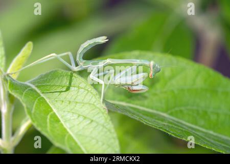 Arizona Praying Mantis (Stagmomantis limbata) nymph Stock Photo