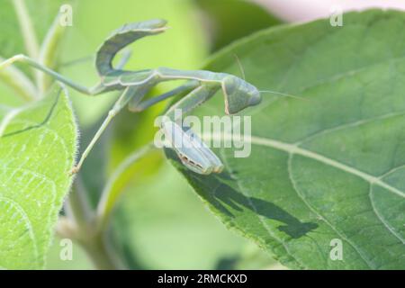 Arizona Praying Mantis (Stagmomantis limbata) nymph Stock Photo