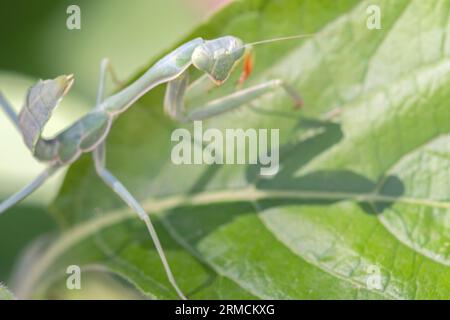 Arizona Praying Mantis (Stagmomantis limbata) nymph Stock Photo