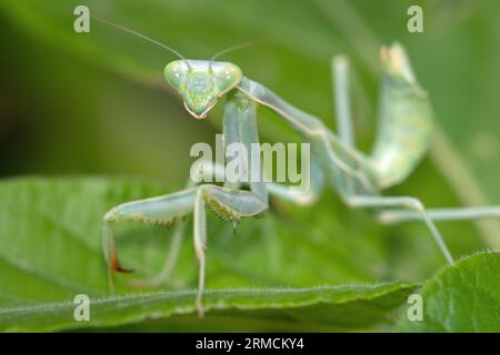 Arizona Praying Mantis (Stagmomantis limbata) nymph Stock Photo