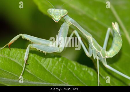 Arizona Praying Mantis (Stagmomantis limbata) nymph Stock Photo