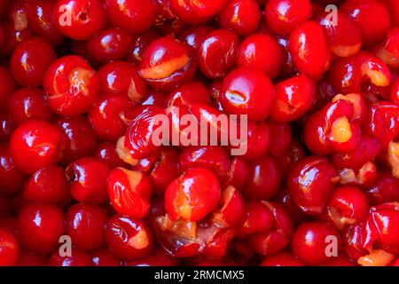 Pitted pie cherries, Marion County, Oregon Stock Photo