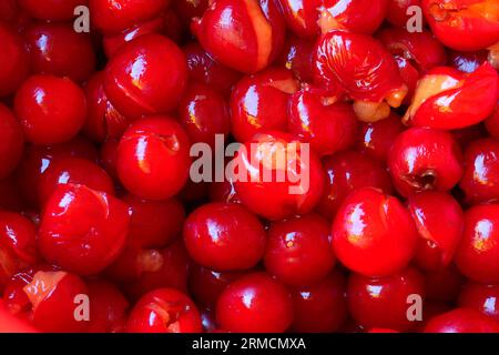 Pitted pie cherries, Marion County, Oregon Stock Photo