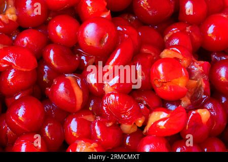 Pitted pie cherries, Marion County, Oregon Stock Photo