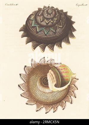 Sunburst star turban or the circular saw shell, Astraea heliotropium, dorsal 1, ventral 2. Large sea snail, marine gastropod mollusc. Le soleil imperial ou l'eperon royal, Trochus imperialis. Handcoloured copperplate engraving from Carl Bertuch's Bilderbuch fur Kinder (Picture Book for Children), Weimar, 1815. A 12-volume encyclopedia for children illustrated with almost 1,200 engraved plates on natural history, science, costume, mythology, etc., published from 1790-1830. Stock Photo