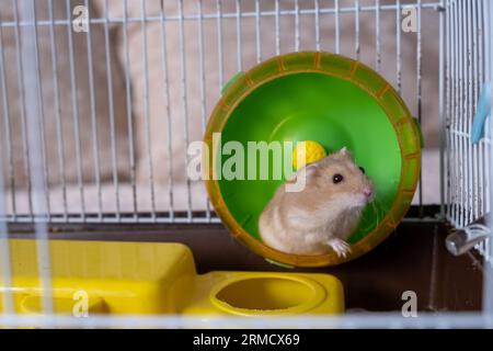 A cute hamster runs in a wheel. The concept of running in a circle Stock Photo