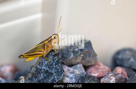 Closeup of a brown grasshopper sitting on black and red pebbles. Selected focus. Stock Photo
