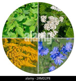 Various medicinal plants in a collage Stock Photo
