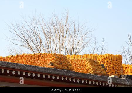 Corn drying on the roof, in countryside of China Stock Photo