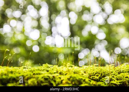 Close-up of moss, lichen, and green plants growing in a log on the forest ground, soft green natural with bokeh blurred in the background. Himalayan. Stock Photo