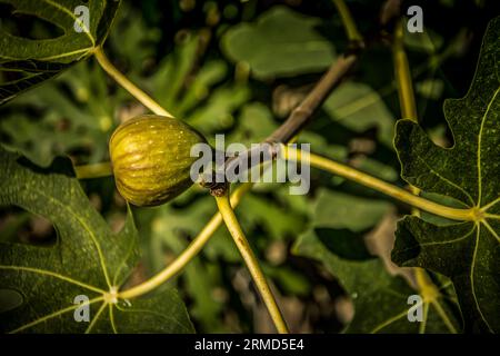 A single ripe fig fruit on a tree with golden sunlight Stock Photo