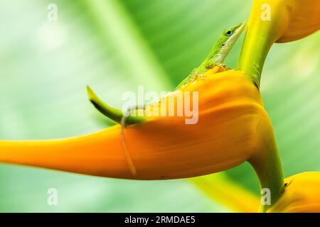 Complimentary colors of a beautiful, tropical heliconia (heliconia ...