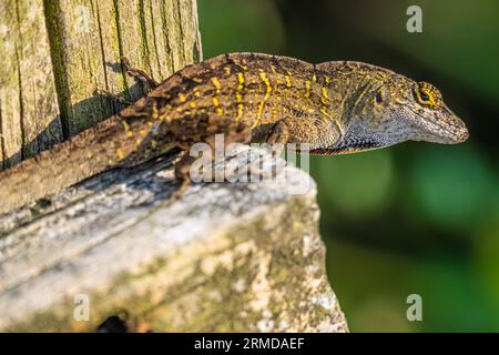 Large brown anole (Anolis sagrei) on a beach access boardwalk in Ponte Vedra Beach, Florida. (USA) Stock Photo