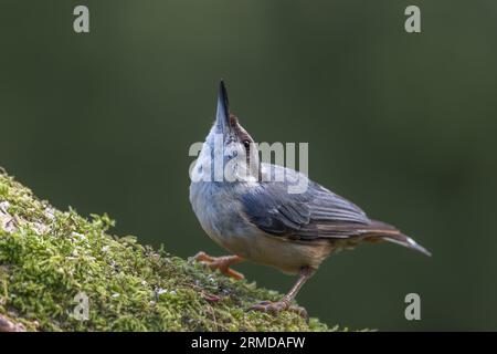 Eurasian Nuthatch [ Sitta europaea ] on mossy log Stock Photo