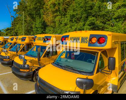 View of the front end of yellow school buses in a parking lot. Stock Photo