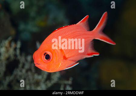 Whitetip Soldierfish, Myripristis vittata, Liberty wreck dive site, Tulamben, Karangasem, Bali, Indonesia Stock Photo