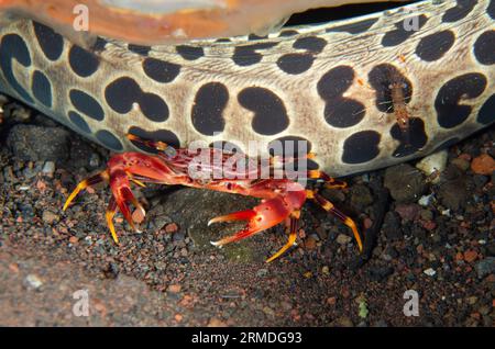 Juvenile Blackspotted Moray, Gymnothorax favagineus, with Swimming Crab, Portunus sp, and Clear Cleaner Shrimp, Urocaridella antonbrunii, night dive, Stock Photo