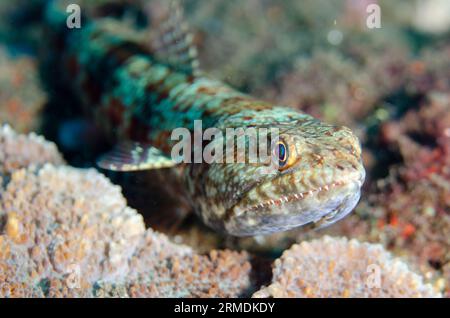 Reef Lizardfish, Synodus variegatus, on black sand, Liberty wreck dive site, Tulamben, Karangasem, Bali, Indonesia Stock Photo